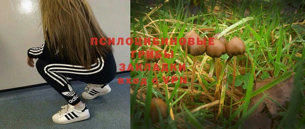 PSILOCYBIN Алексеевка